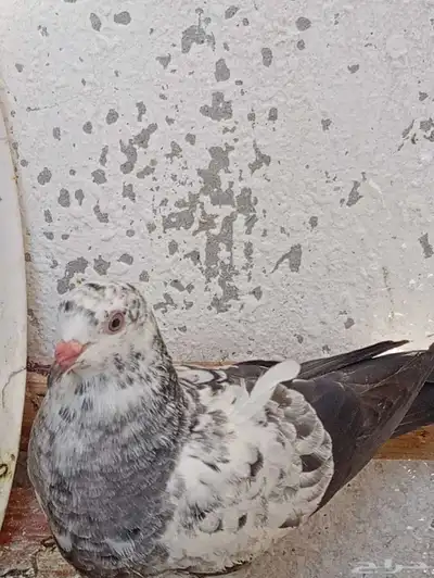 للبيع حمام طيار باكستاني 12
