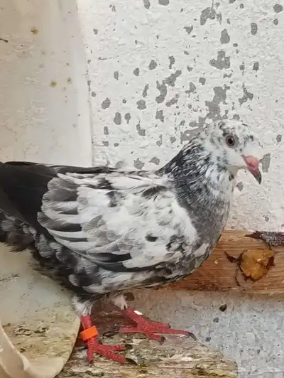 للبيع حمام طيار باكستاني 11