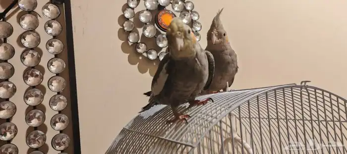 طيور كروان وزيبرا 1