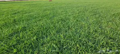إنجيلة سي الفين طبيعي درجه اولى صافي 9