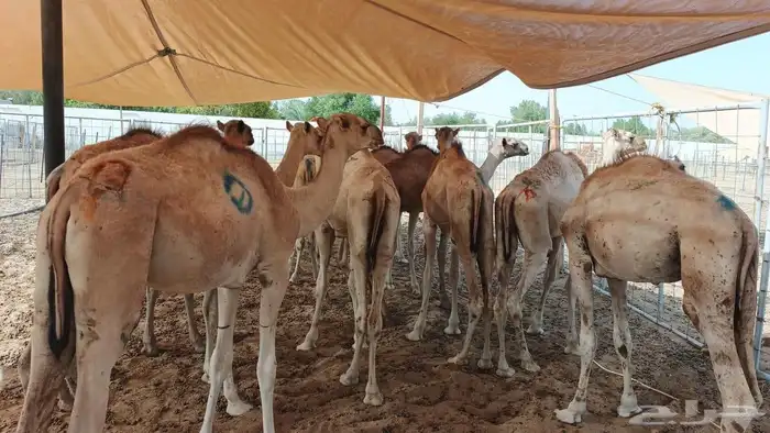 اللي يدور لملحمة ولا مناسبة قعدان طيبة بأسعار جدا ممتازة 5
