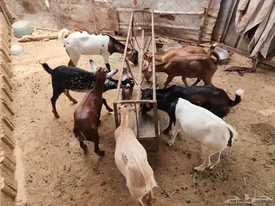 ماشاء الله تيوس العدد8 الذكور2 الاناث6 على السوم 0