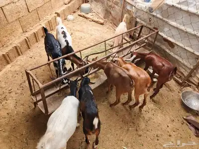 ماشاء الله تيوس العدد8 الذكور2 الاناث6 على السوم 1