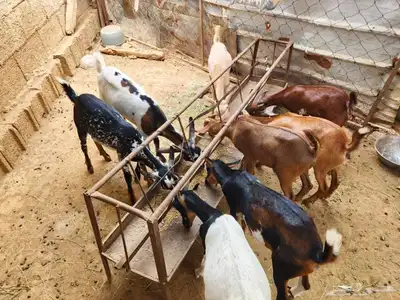 ماشاء الله تيوس العدد8 الذكور2 الاناث6 على السوم 2