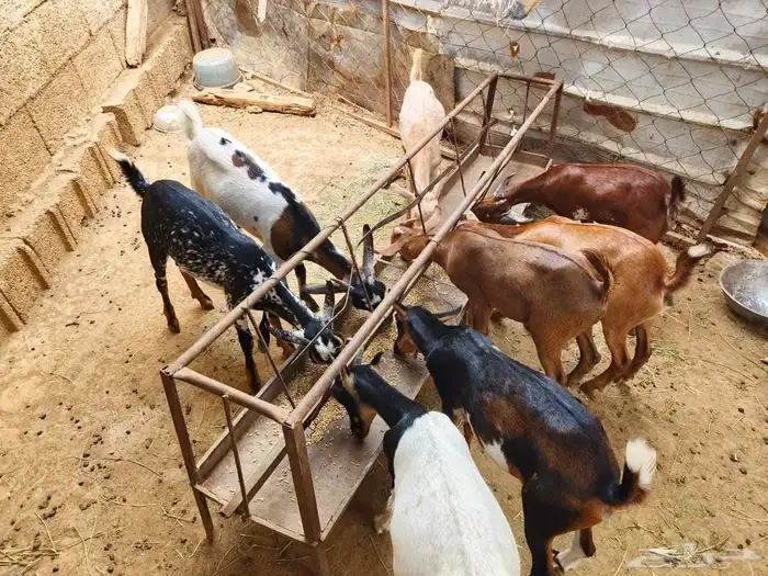 8 راوس غنم اللبيع 2 ذكور 6 اناث 0