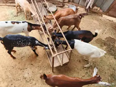 ماشاء الله تيوس العدد8 الذكور2 الاناث6 على السوم 3
