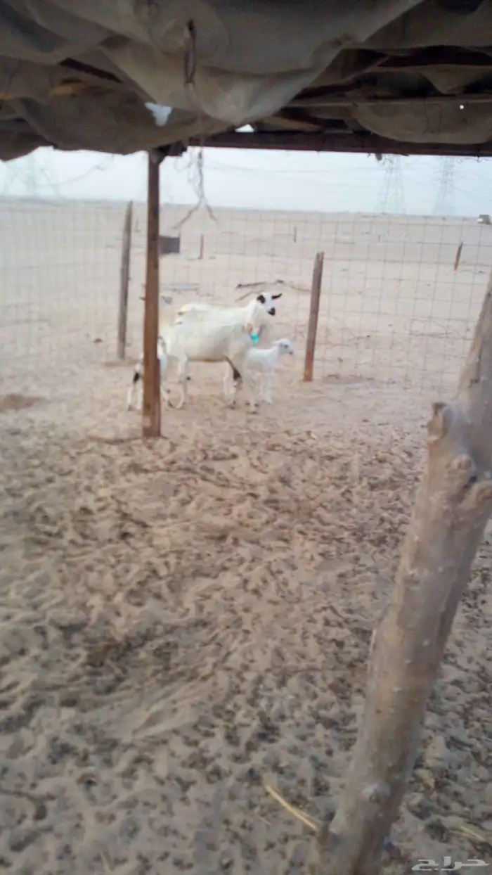 ماعز 1
