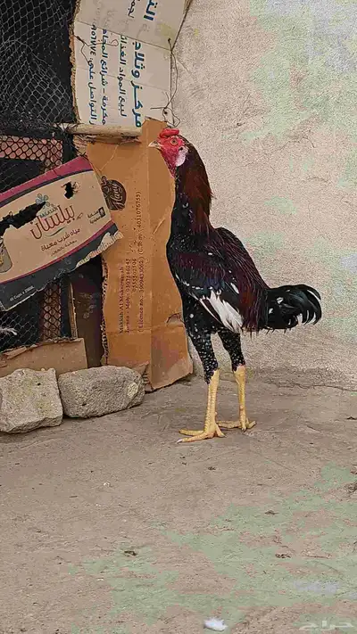 ديك فوليا 0