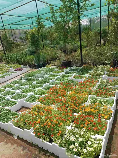 اشجار 4