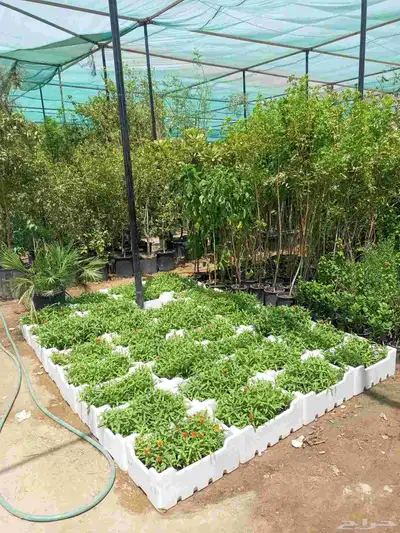 اشجار 6