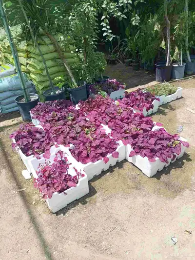اشجار 5