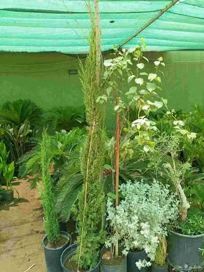 اشجار 8
