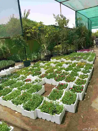 اشجار 2