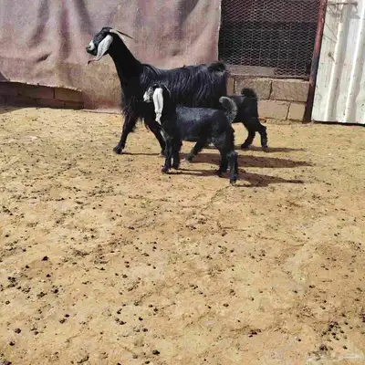 عنز عارضه حدرها توم جفار سن ثنيه كاسره رباع. عمر عيالها شهر 0