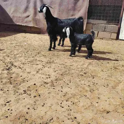 عنز عارضه حدرها توم جفار سن ثنيه كاسره رباع. عمر عيالها شهر 1