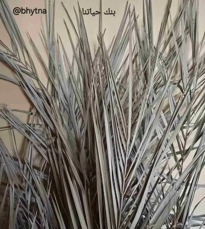 سعف نخلة مطحون 0