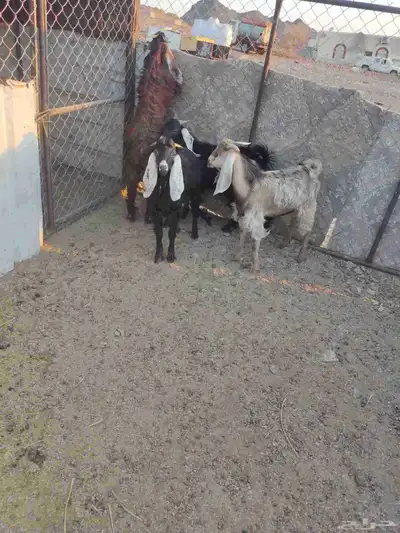 بهم 9