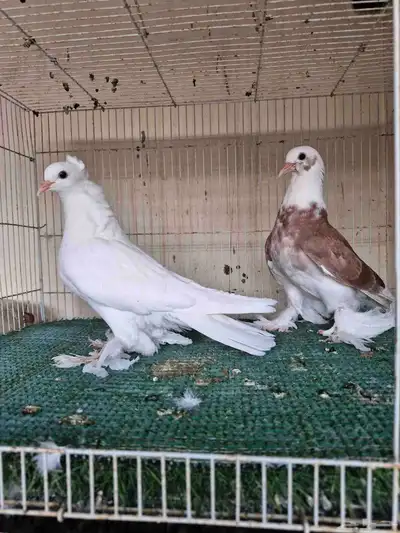 طبات ايراني 1