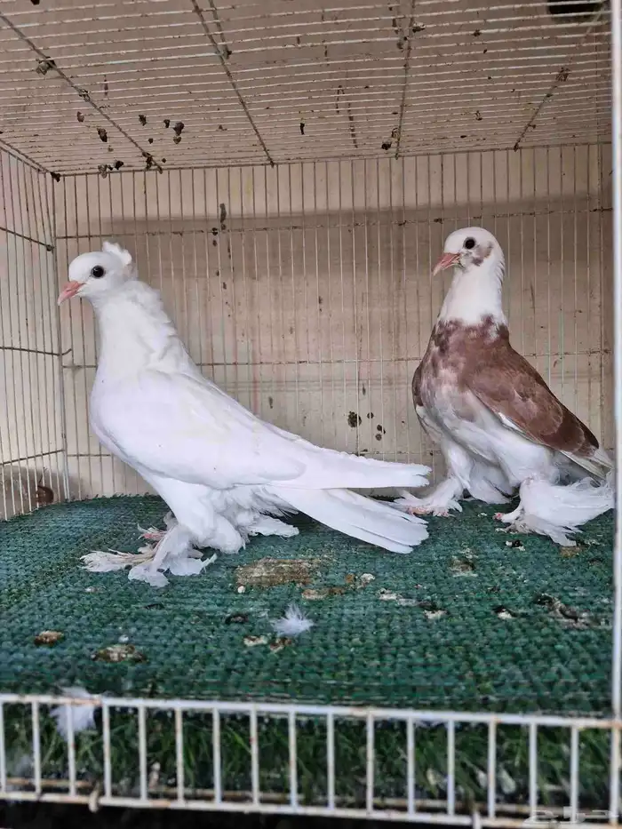 طبات ايراني 1