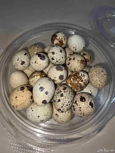 بيض سمان 0