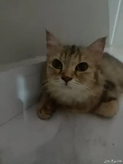 قطة بيت اليفه ومسالمه لتبني السريع العاجل 0