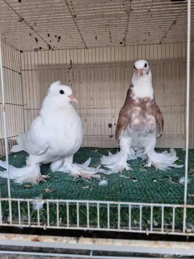 طبات ايراني 3
