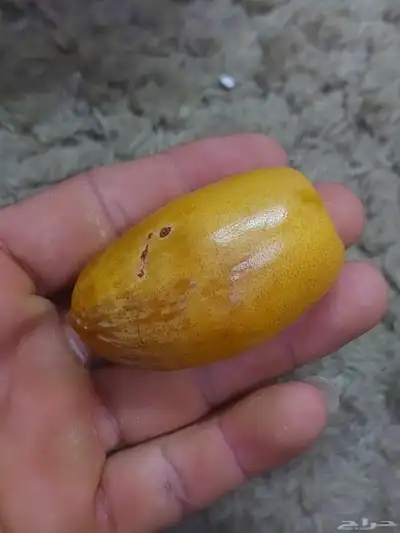 ثمر نخيل مجدول للبيع بلكيلو 0