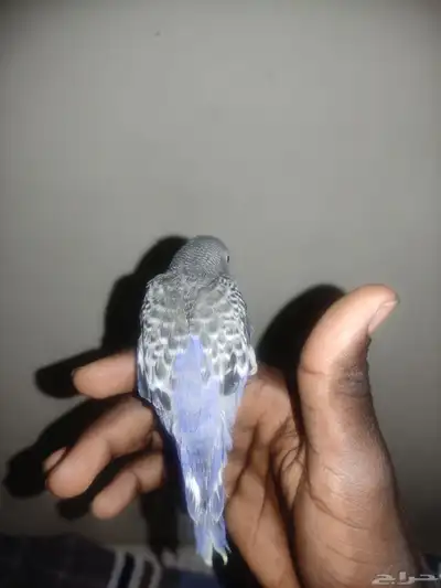 فرخ بادجي اليف 2