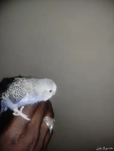 فرخ بادجي اليف 1