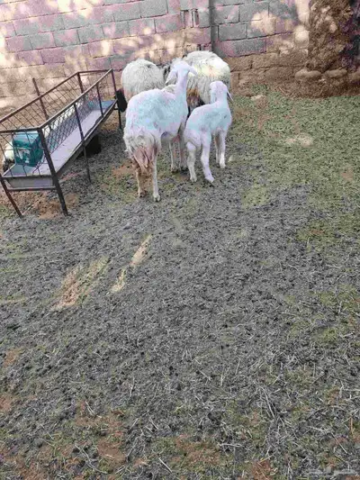 حريه معها رخل بريده 1