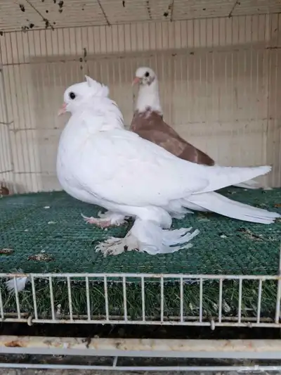 طبات ايراني 2