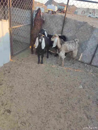 تيوس 4