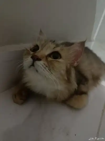 قطة بيت اليفه ومسالمه لتبني السريع العاجل 1