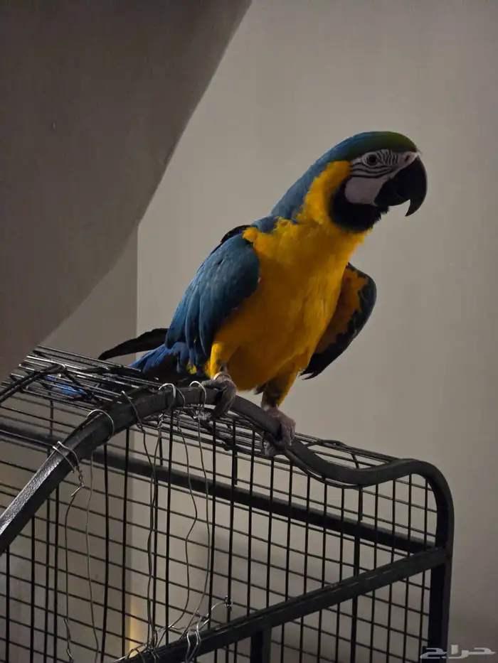 مكاو بلو آند قولد 8