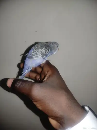فرخ بادجي اليف 0