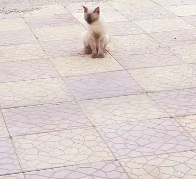 قط للتبني 2