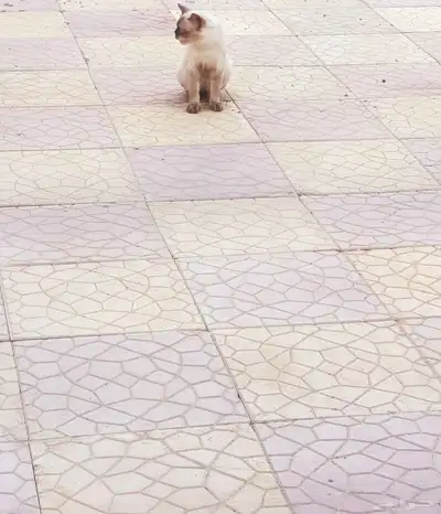 قط للتبني 1