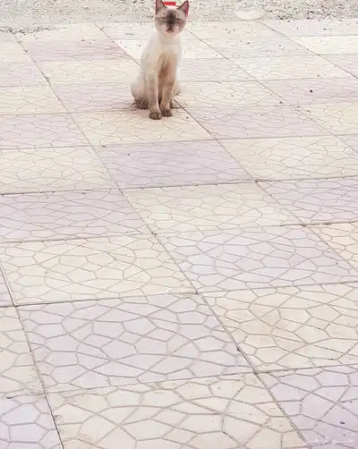 قط للتبني 0
