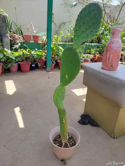 نباتات 2