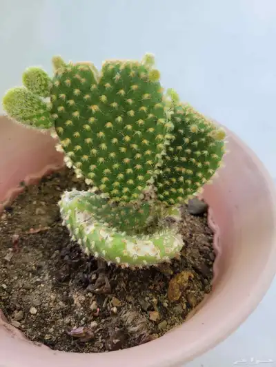 نباتات 8