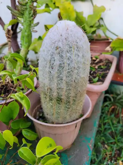 نباتات 5