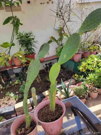 نباتات 0