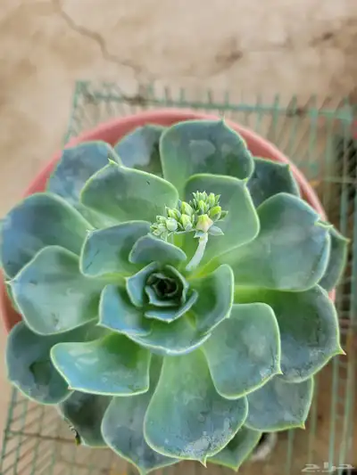 نباتات 6