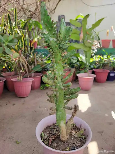 نباتات 1