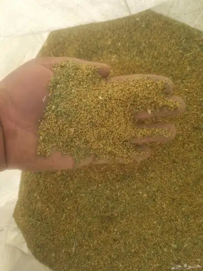 بذور برسيم امريكي 0