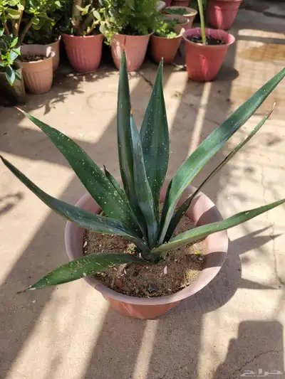 نباتات 3