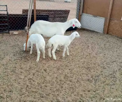 حريه مطفل بتوم 2