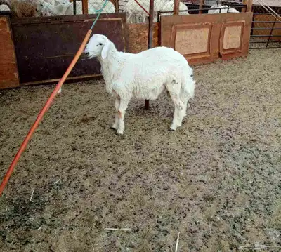ذبايح حريات 0