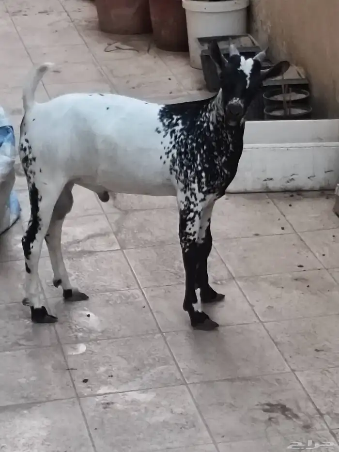 تيس يمني للبيع العمر 5شهور 4