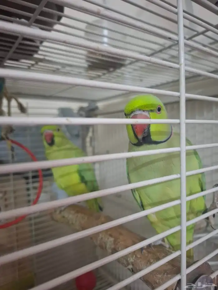 زوج دره هندي جهاز للنتاج 2